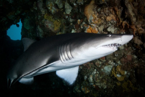 Grey Nurse Shark @ Rottnest Island Western Australia
Can... by Mick Tait 
